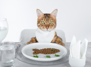 A funny cat at the set table in a bib.